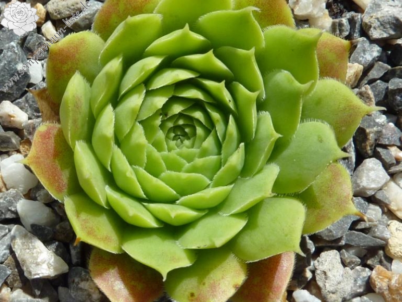 Groen Water / Jovi