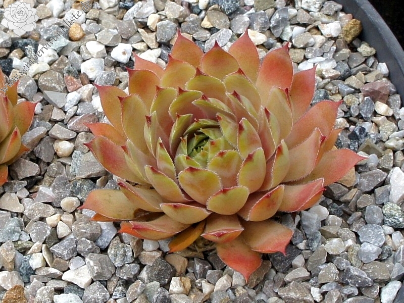 Selana