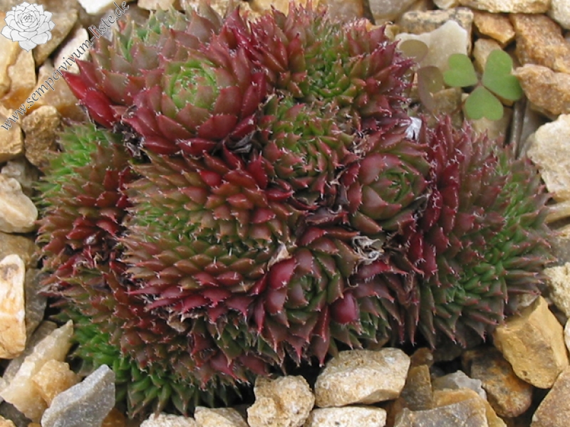 Patrician Cristate