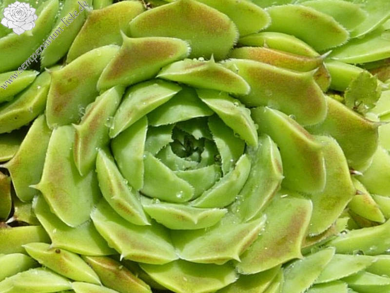 Groen Water / Jovi