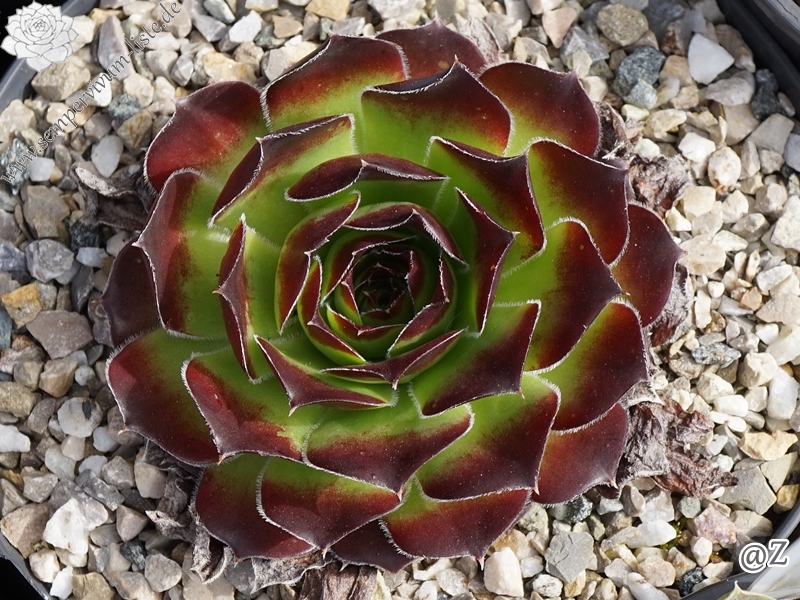 Springael's Choice / Jovi