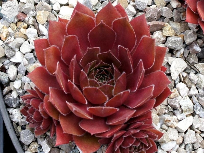 Skrocki's Purple Rose