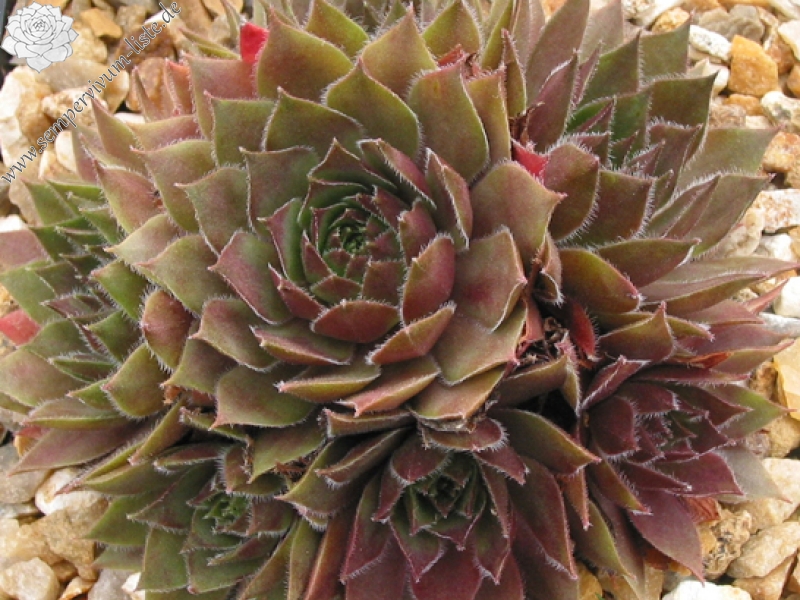 Skrocki's Purple Rose