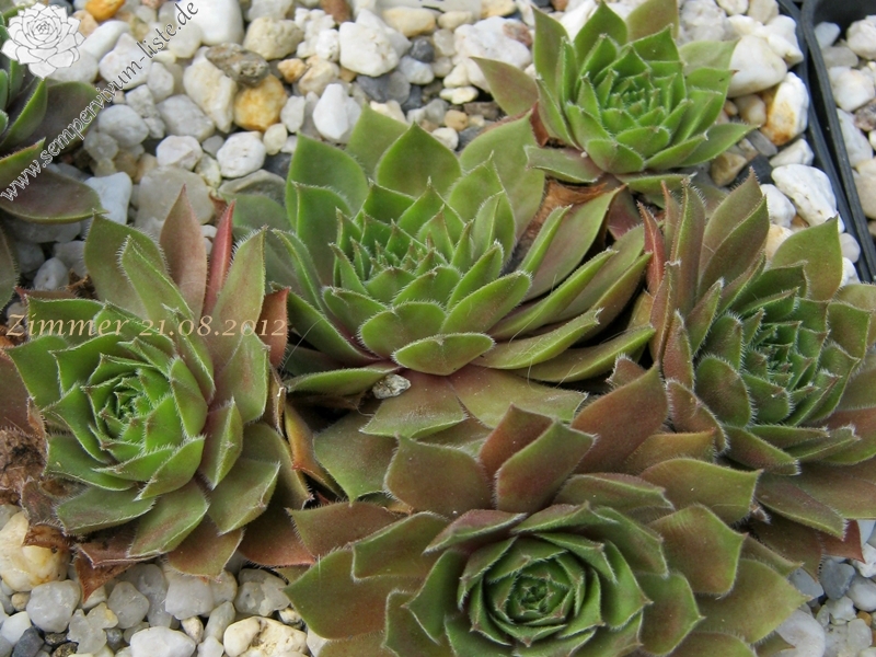 Skrocki's Purple Rose