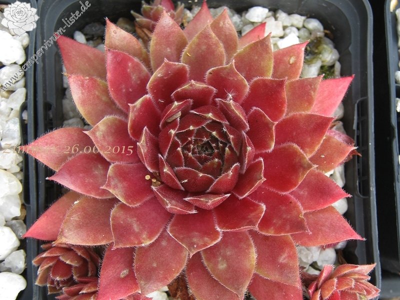 Skrocki's Purple Rose