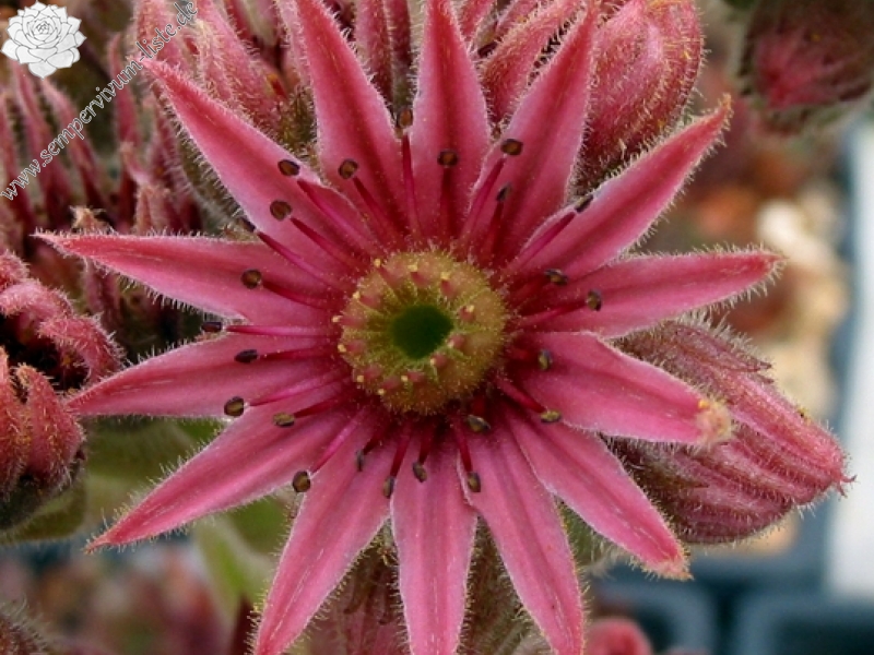 Skrocki's Purple Rose