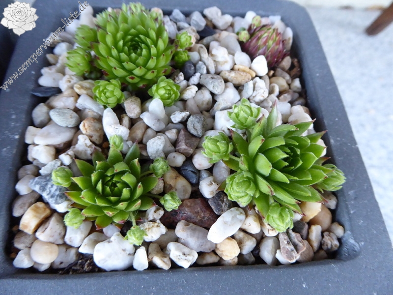 Gisela Völker / Jovi