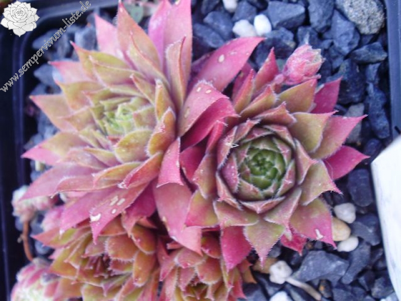 Skrocki's Purple Rose