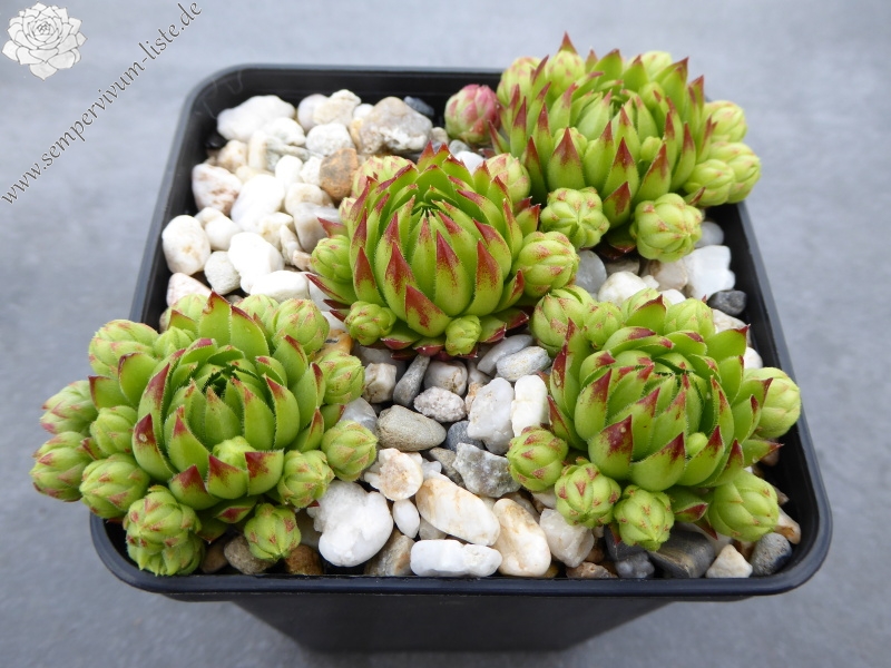 Gisela Völker / Jovi