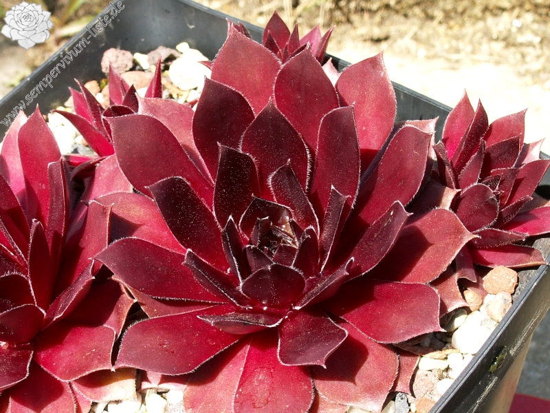 Skrocki's Purple Rose