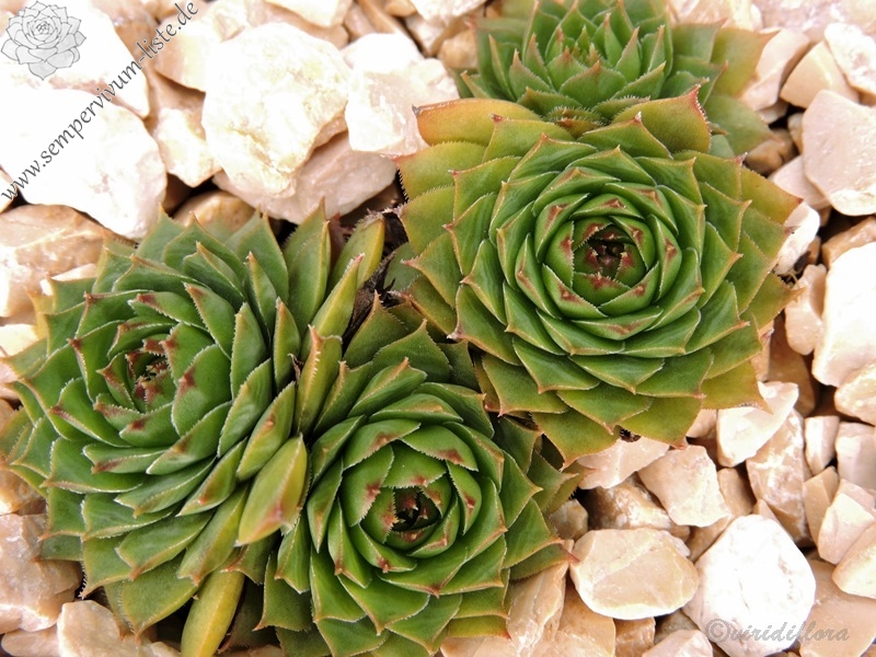 Green Haven