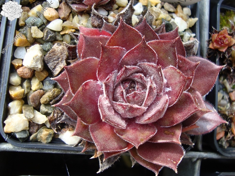Grey Velvet