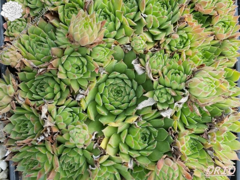 Schmalhans