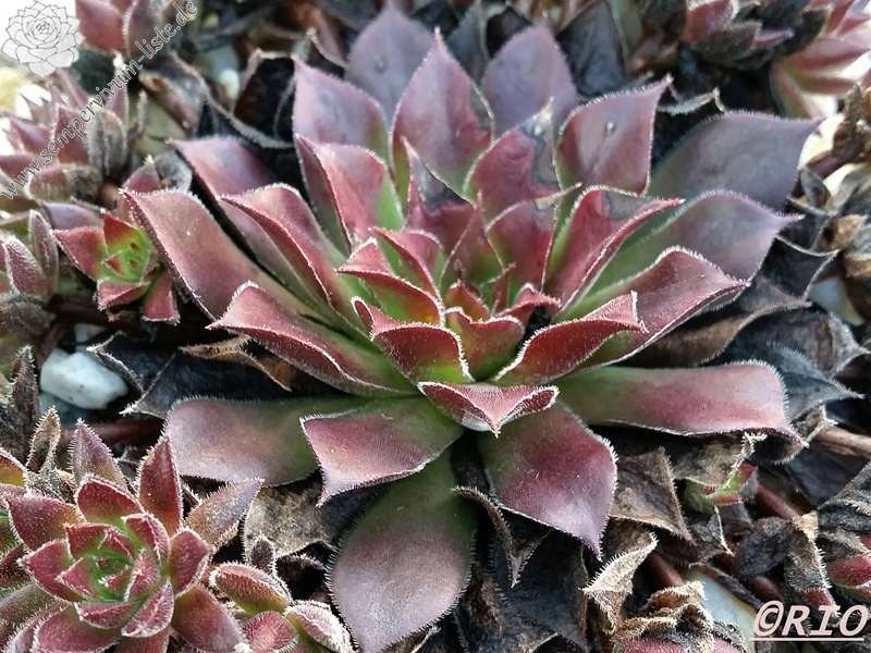Schmalhans