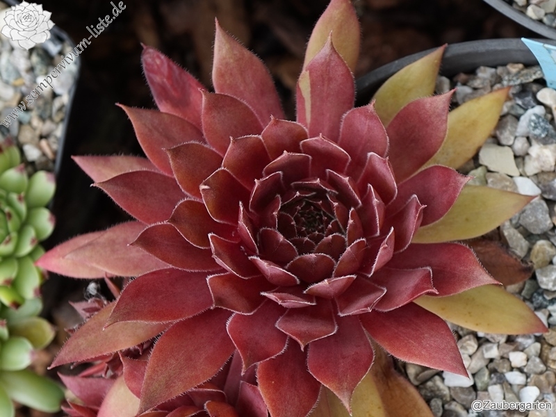 Skrocki's Purple Rose