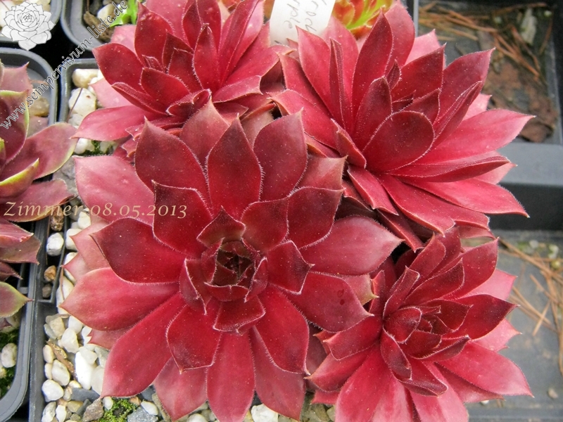 Skrocki's Purple Rose