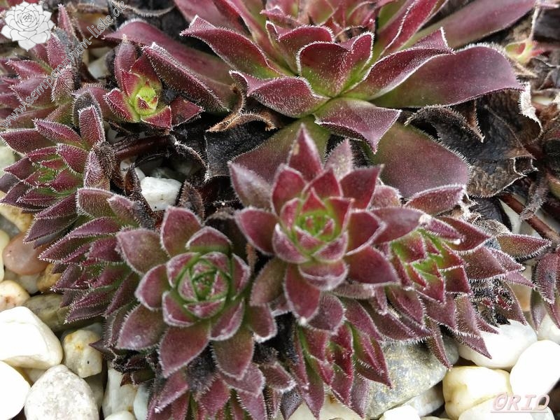 Schmalhans