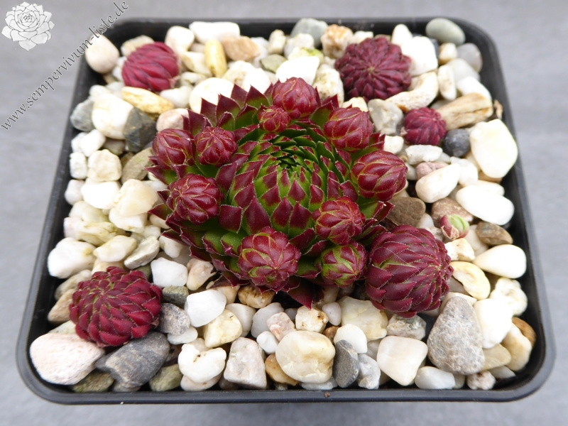 Gisela Völker / Jovi