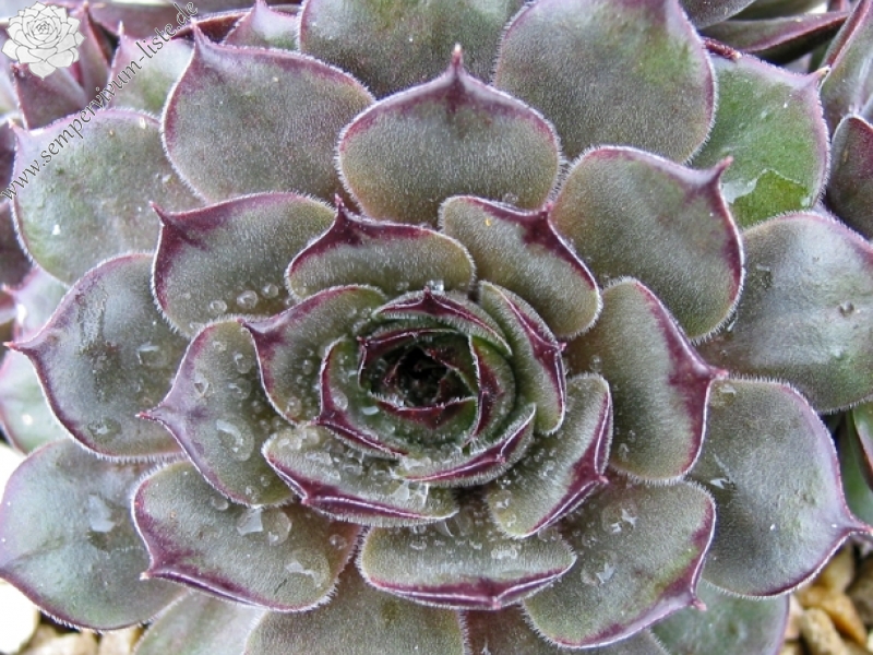Grey Velvet