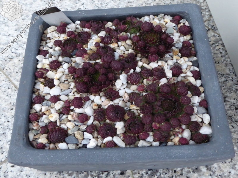 Gisela Völker / Jovi