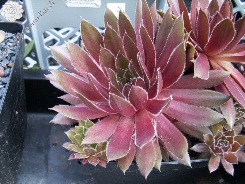 Skrocki's Purple Rose