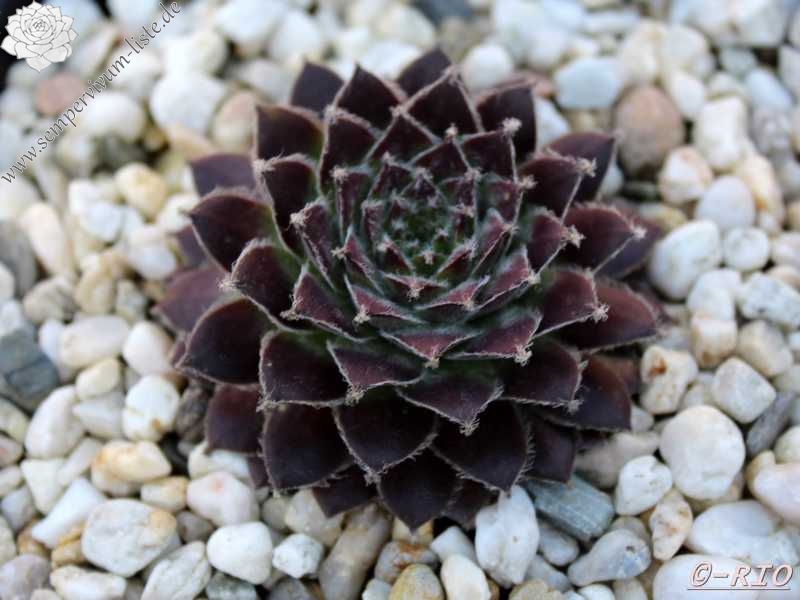 Silver Jubilée