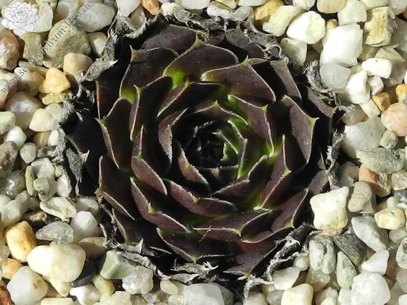 Grizzly / Jovi ( II )