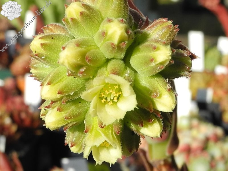 Grizzly / Jovi ( II )