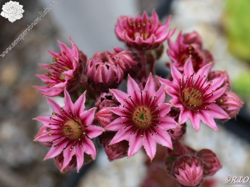 Silver Jubilée