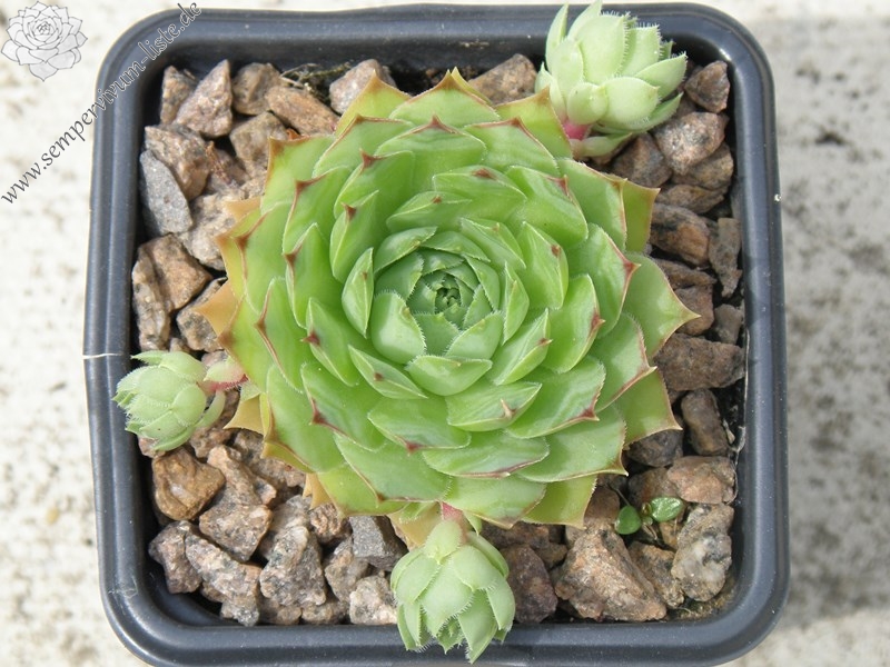 Green Apple