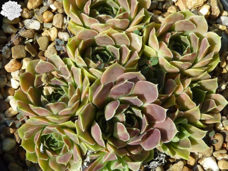 Grizzly / Jovi ( II )