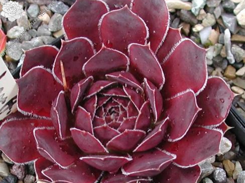 Spanische Flagge / Jovi