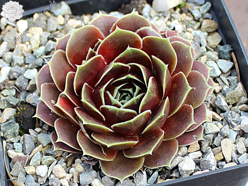 Toku's Marone / Jovi