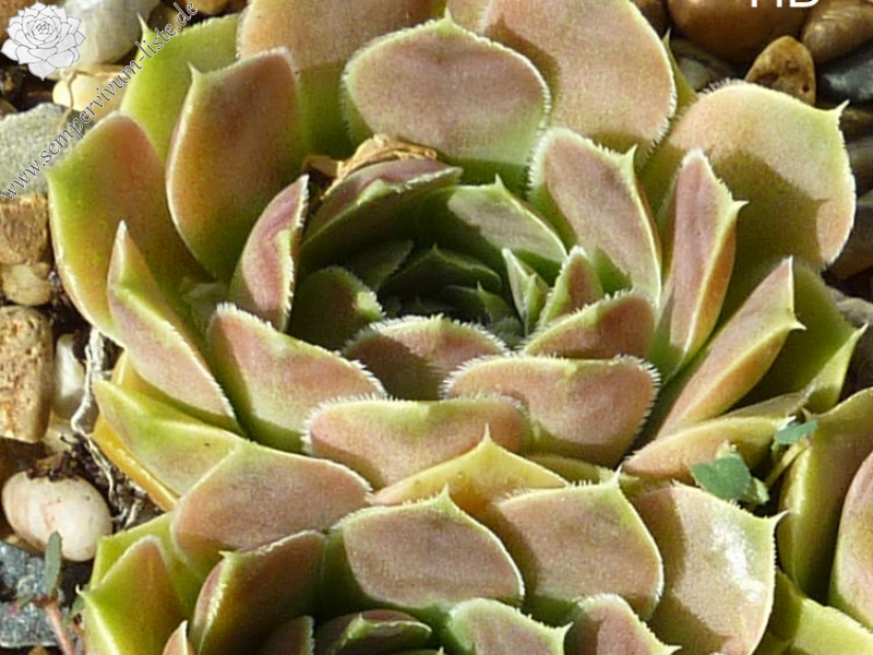 Grizzly / Jovi ( II )