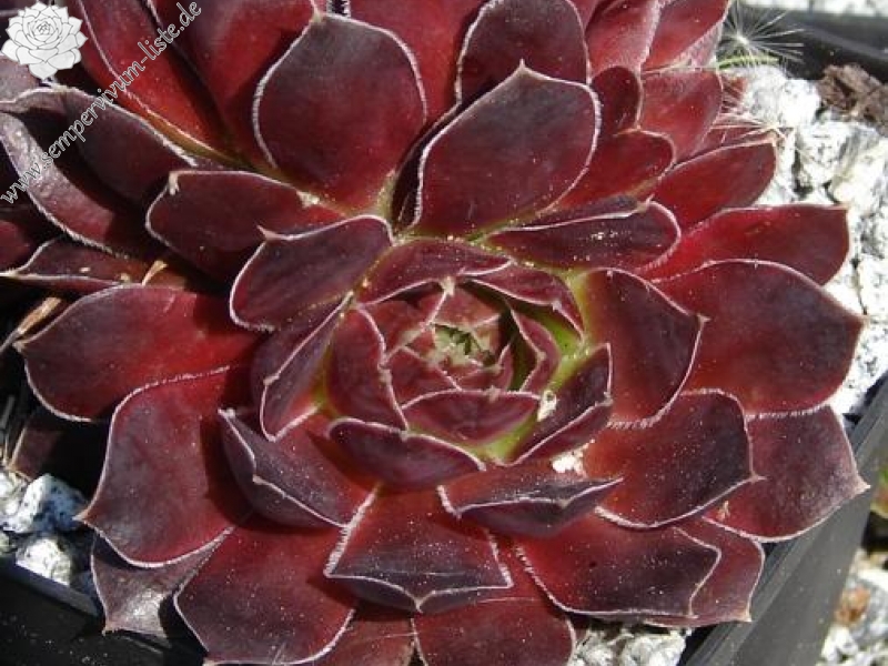 Spanische Flagge / Jovi