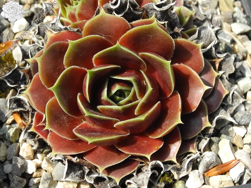 Toku's Marone / Jovi