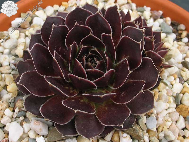 Spanische Flagge / Jovi