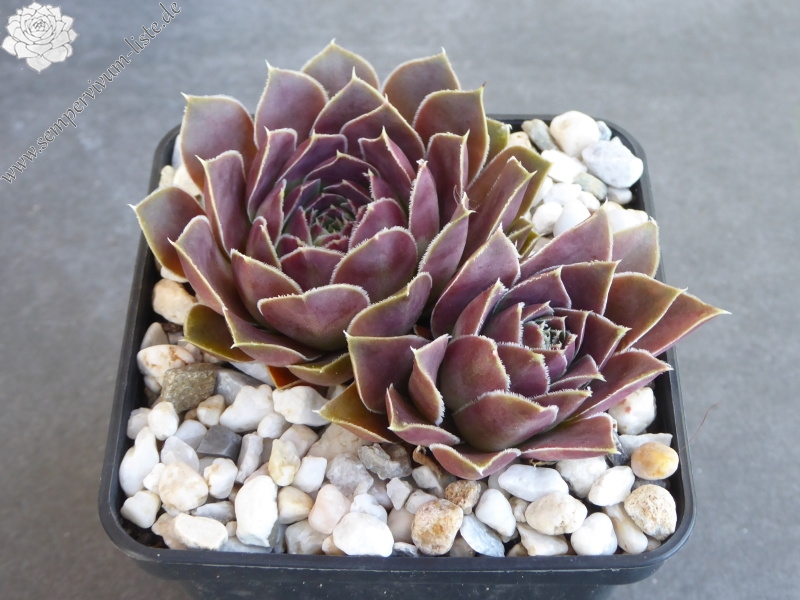 Grizzly / Jovi ( II )