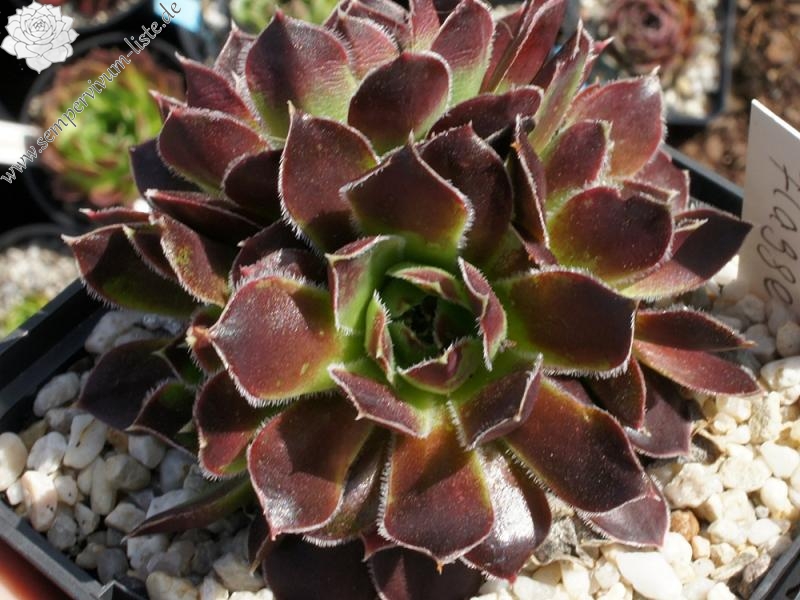 Spanische Flagge / Jovi