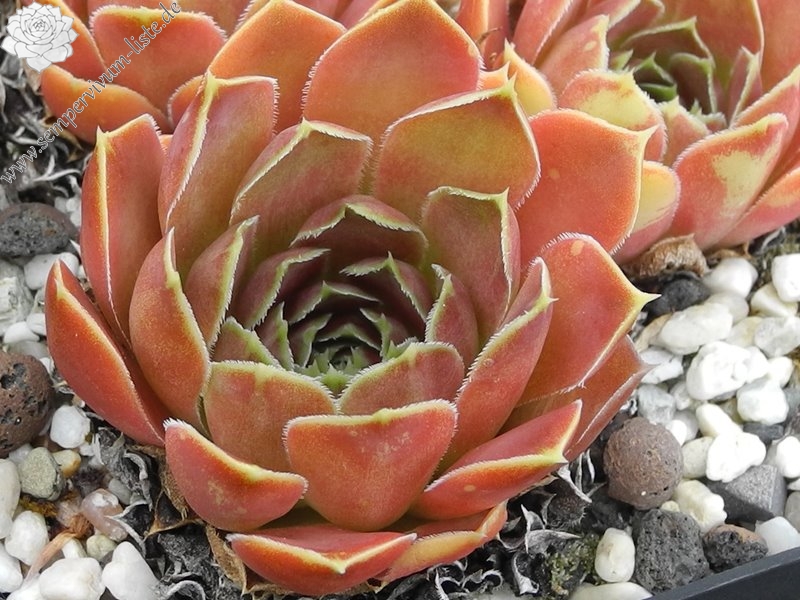 Toku's Marone / Jovi