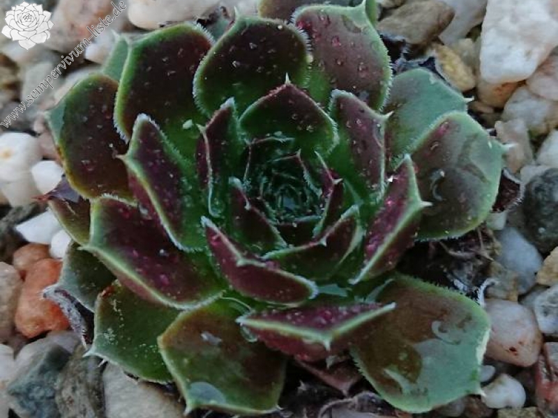 Grizzly / Jovi ( II )