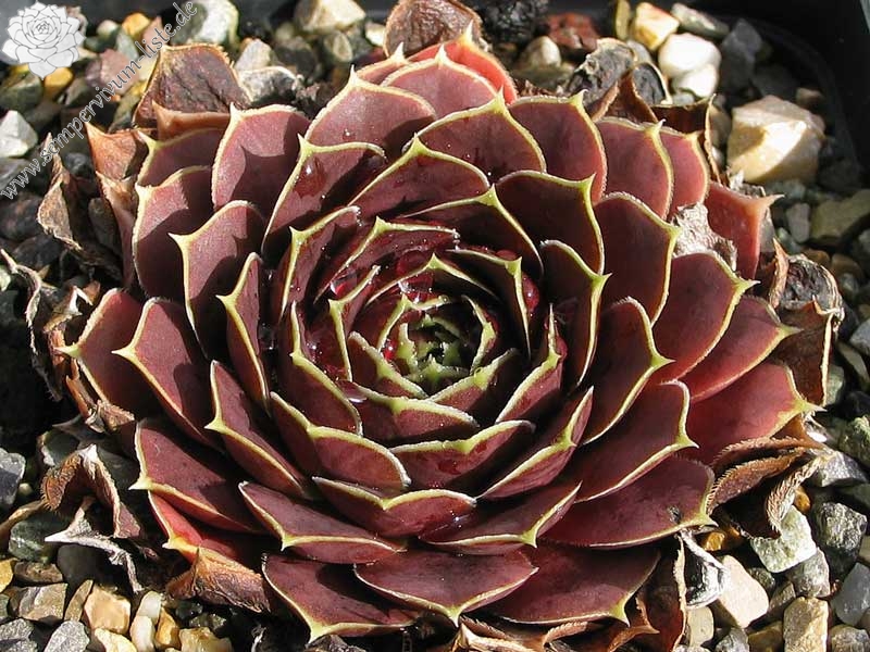 Toku's Marone / Jovi