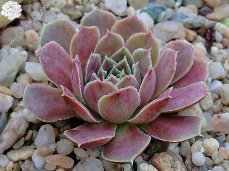 Grizzly / Jovi ( II )