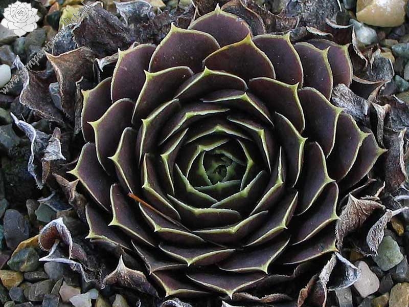 Toku's Marone / Jovi