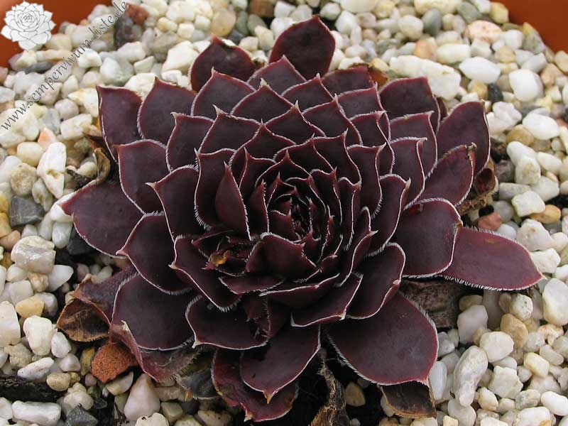 Spanische Flagge / Jovi