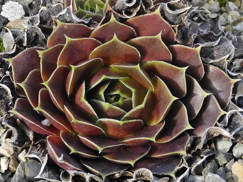 Toku's Marone / Jovi