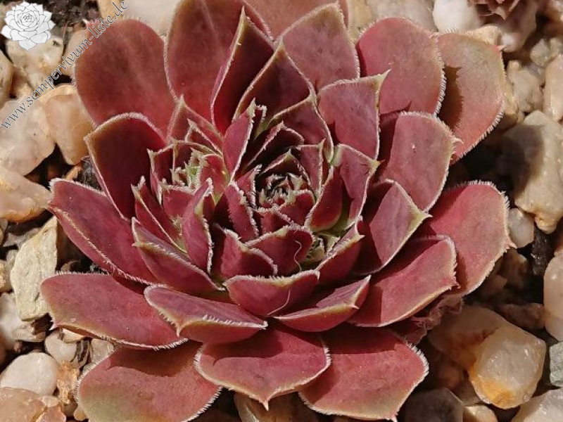 Grizzly / Jovi ( II )