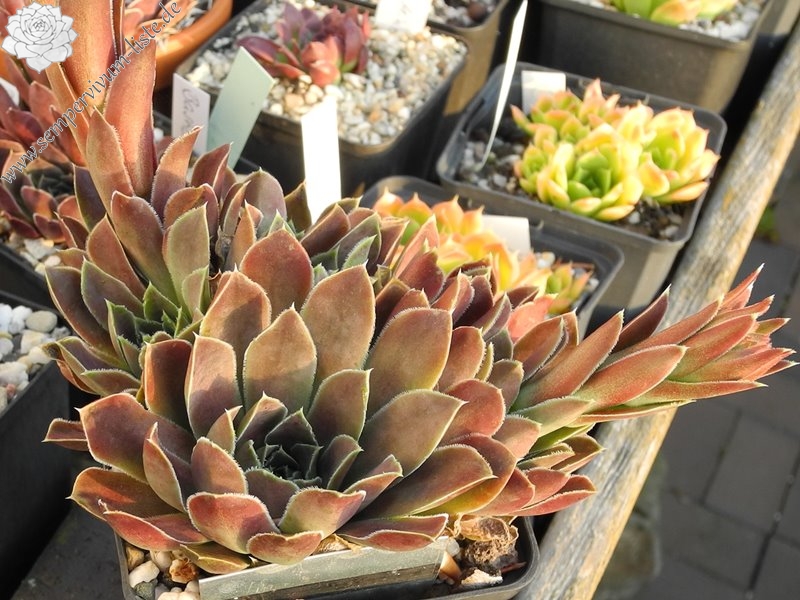 Grizzly / Jovi ( II )