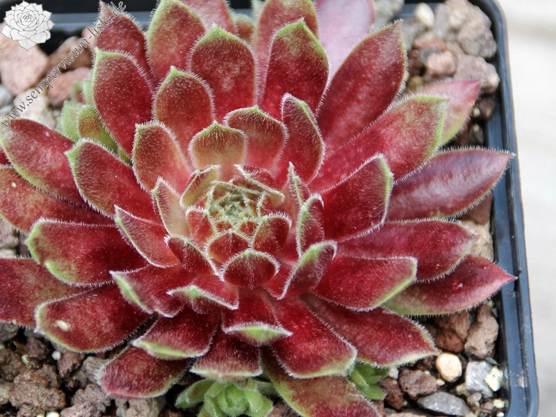 Summer Symphony