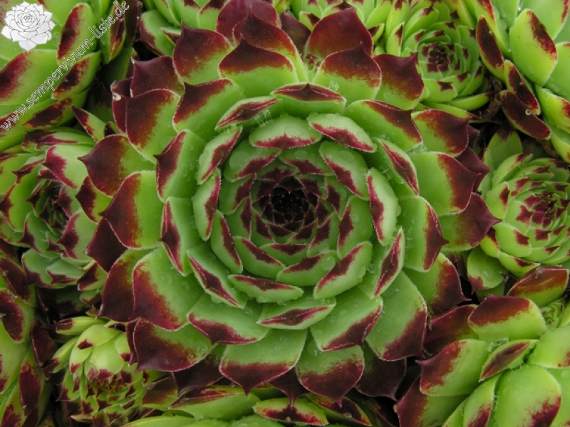 Sir William Lawrence